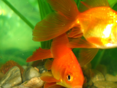 smelly fish tank goldfish