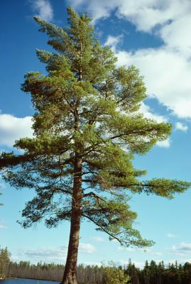 If Bark Is Removed Around The Body Of A Pine Tree Will It Die