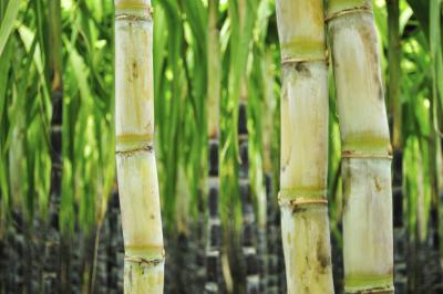 What Are the Health Benefits of Sugarcane?