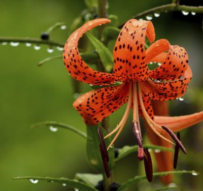 Tiger Lily Vs Day Lily