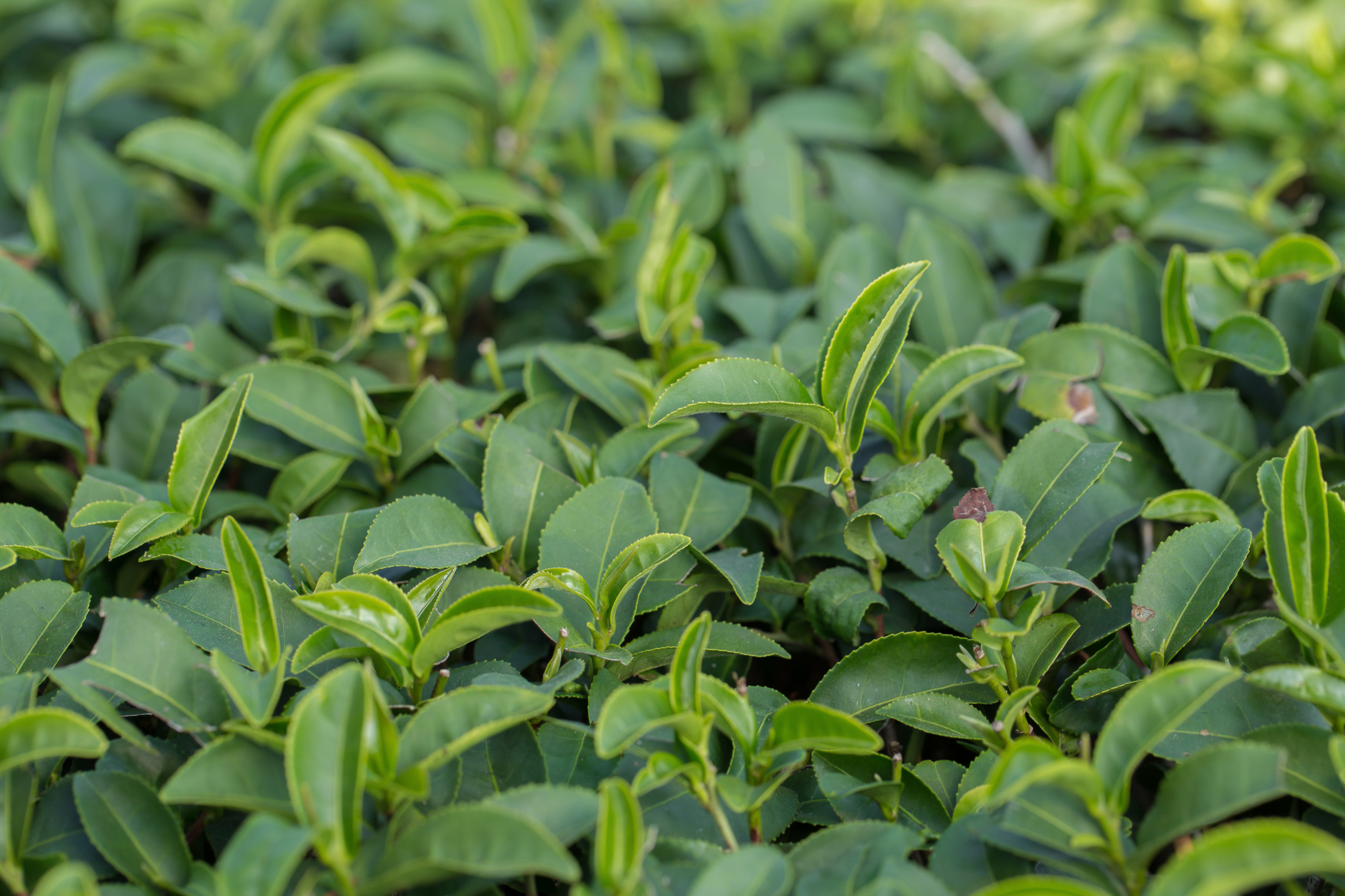 Tea Tree Oil Uses For An Ingrown Hair Leaftv