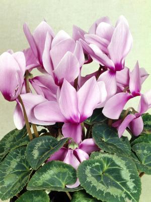 cyclamen poisonous to dogs