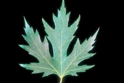 Silver Maple Trimming