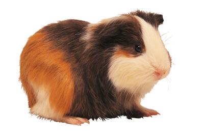 guinea pig español