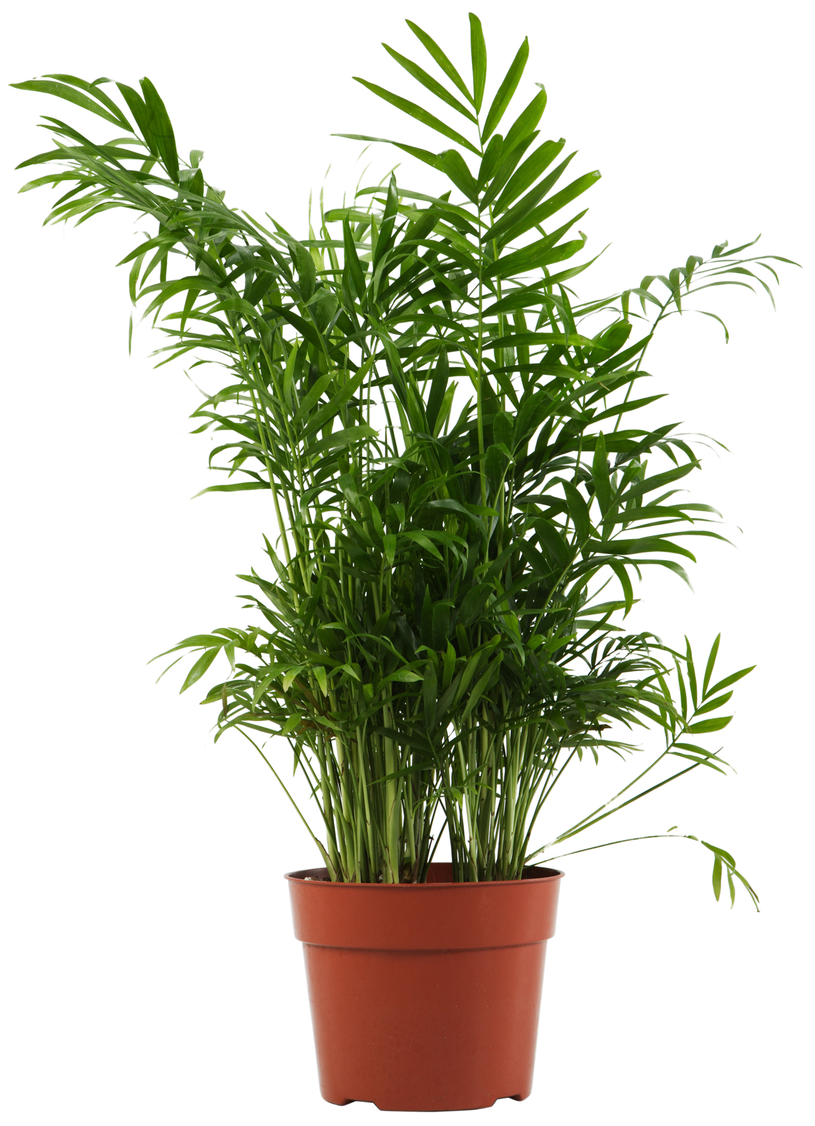 How To Care For A Tabletop Palm Plant