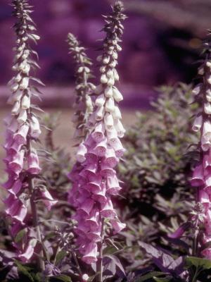 will dogs eat foxglove