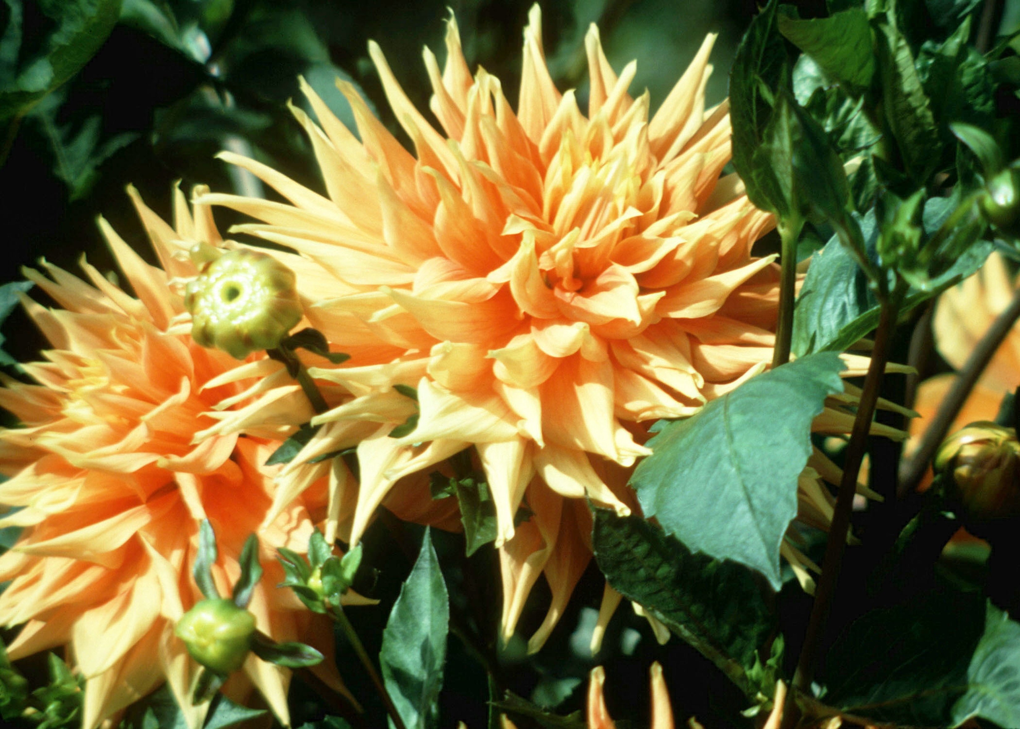 Zone 9 Flowering Plants 10 No Fail Drought Tolerant Perennials For 
