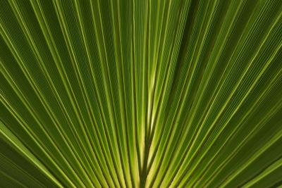 How To Plant A Mediterranean Fan Palm