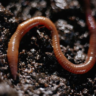 Do Worms Prefer Dry Soil Or Wet Soil