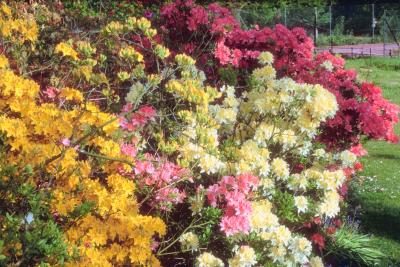How To Prune Azaleas With Electric Hedge Trimmers