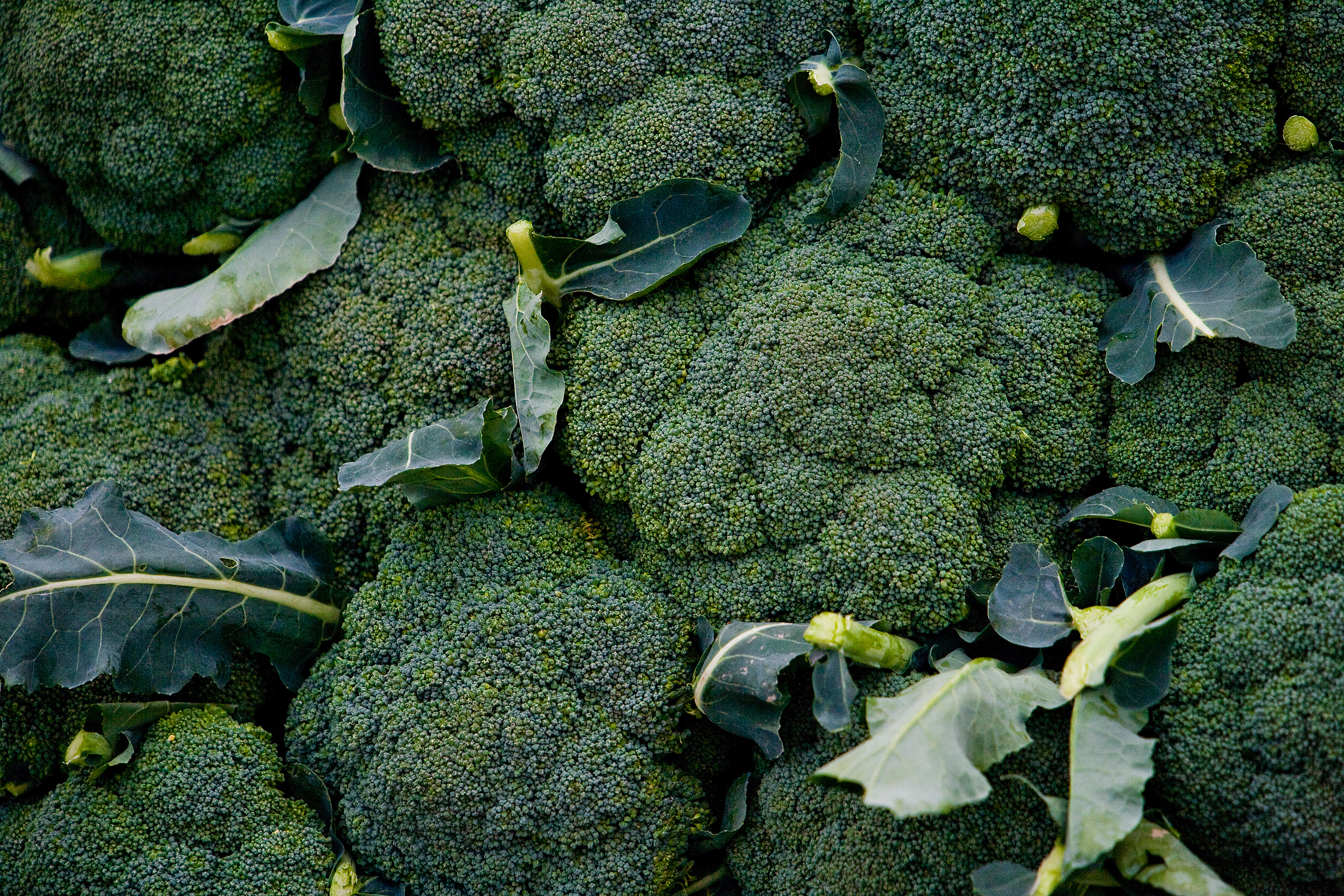 Se puede comer el brocoli cuando esta amarillo