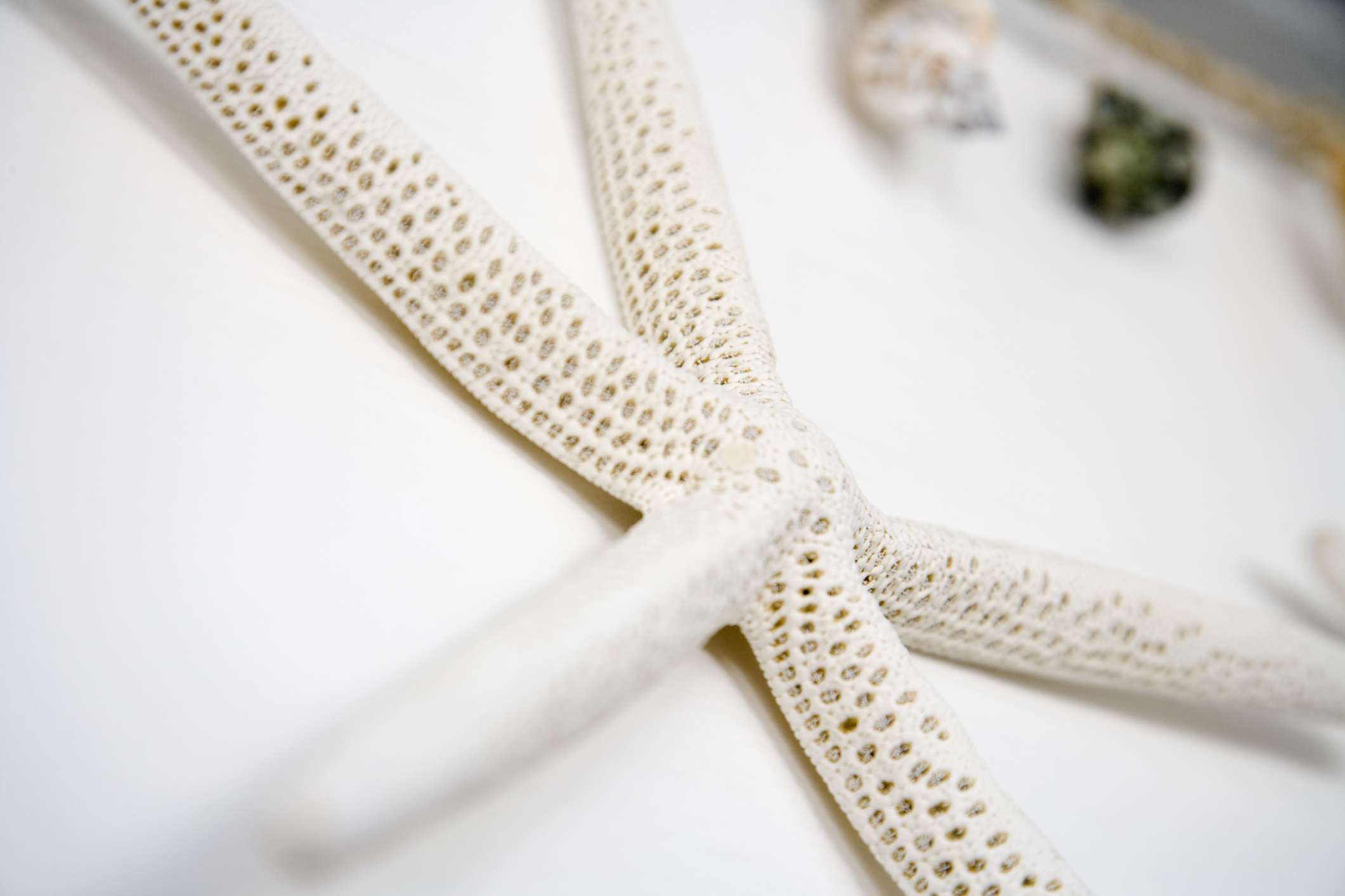 How To Flatten A Dried Starfish