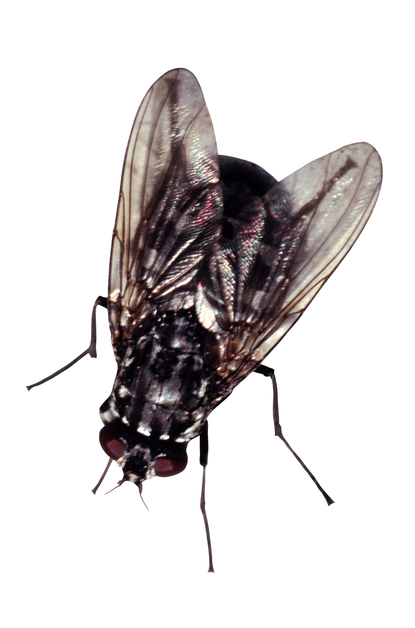 Neem Oil Horse Fly Repellent Recipe Deporecipe.co