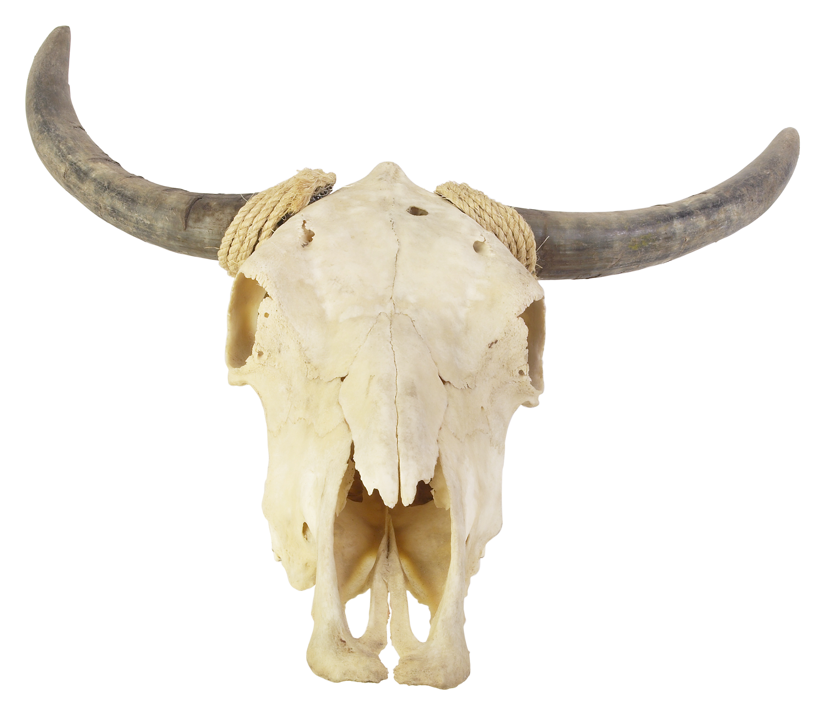 How To Clean Cow Horns All About Cow Photos