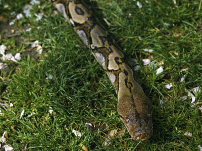 How Does the Python Catch Its Prey? | Animals - mom.me