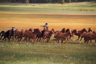 How Much Does an Animal Trainer Get Paid per Year?