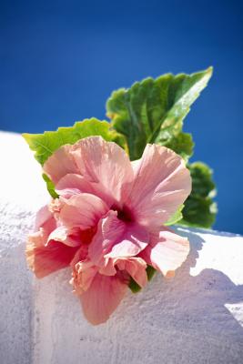 How To Get Seeds From A Confederate Rose