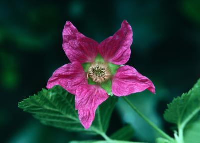 Rubus spectabilis 1 Bare Root Plant Salmonberries by Yumheart Gardens Salmonberry Bush