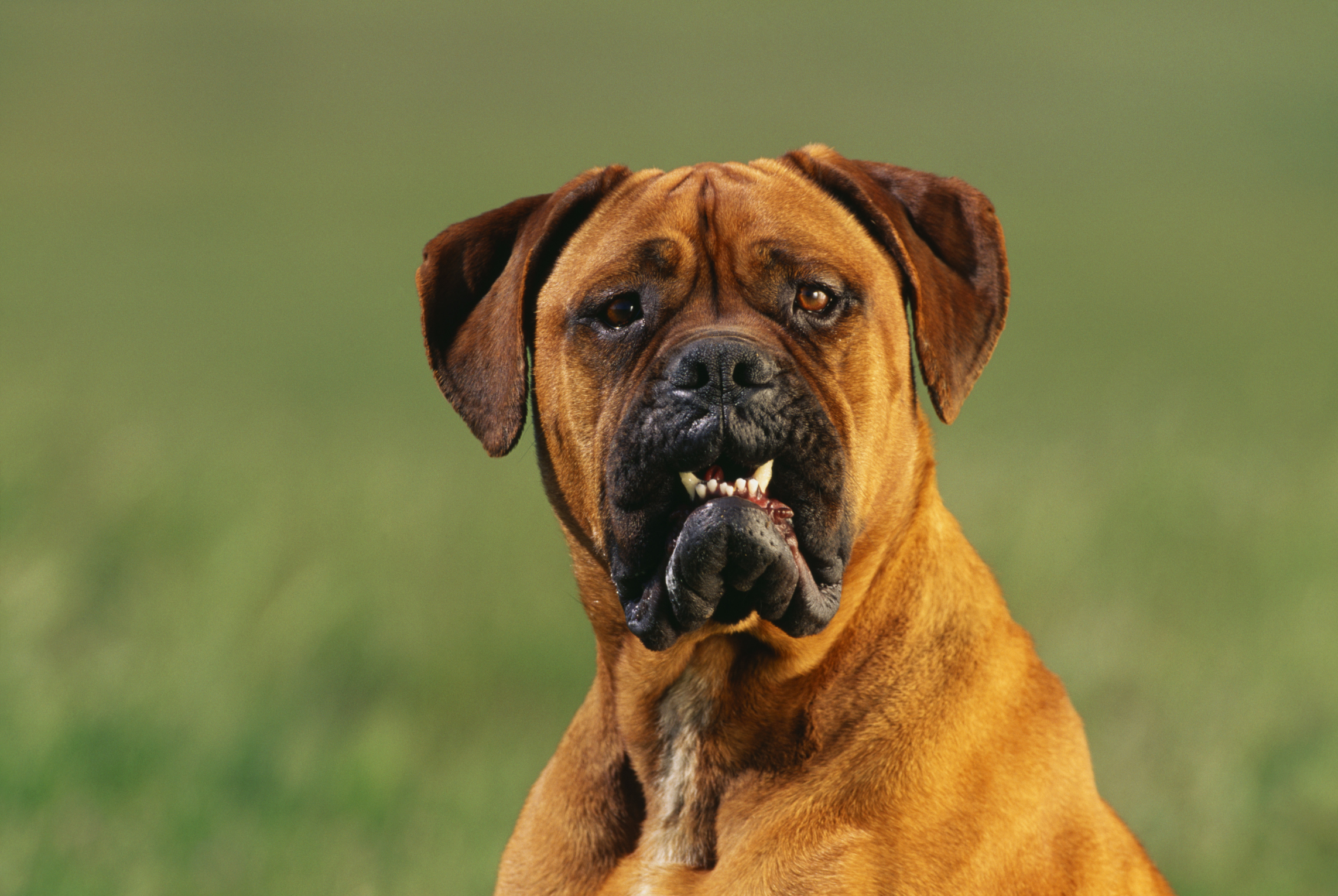 Meu cachorro foi castrado e esta com o saco inchado Clearance