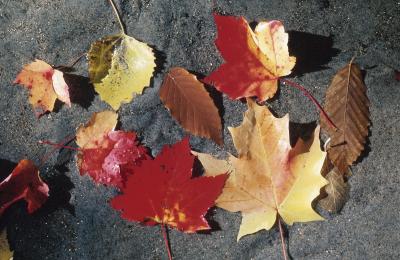 About Variegated Maple Trees