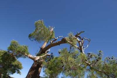 If A Branch Broke Off A 40 Year Old Tree Will It Die