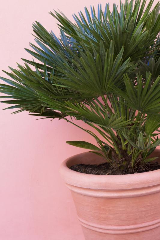 Which Palm Tree Is Good To Grow On A Patio Home Guides Sf Gate