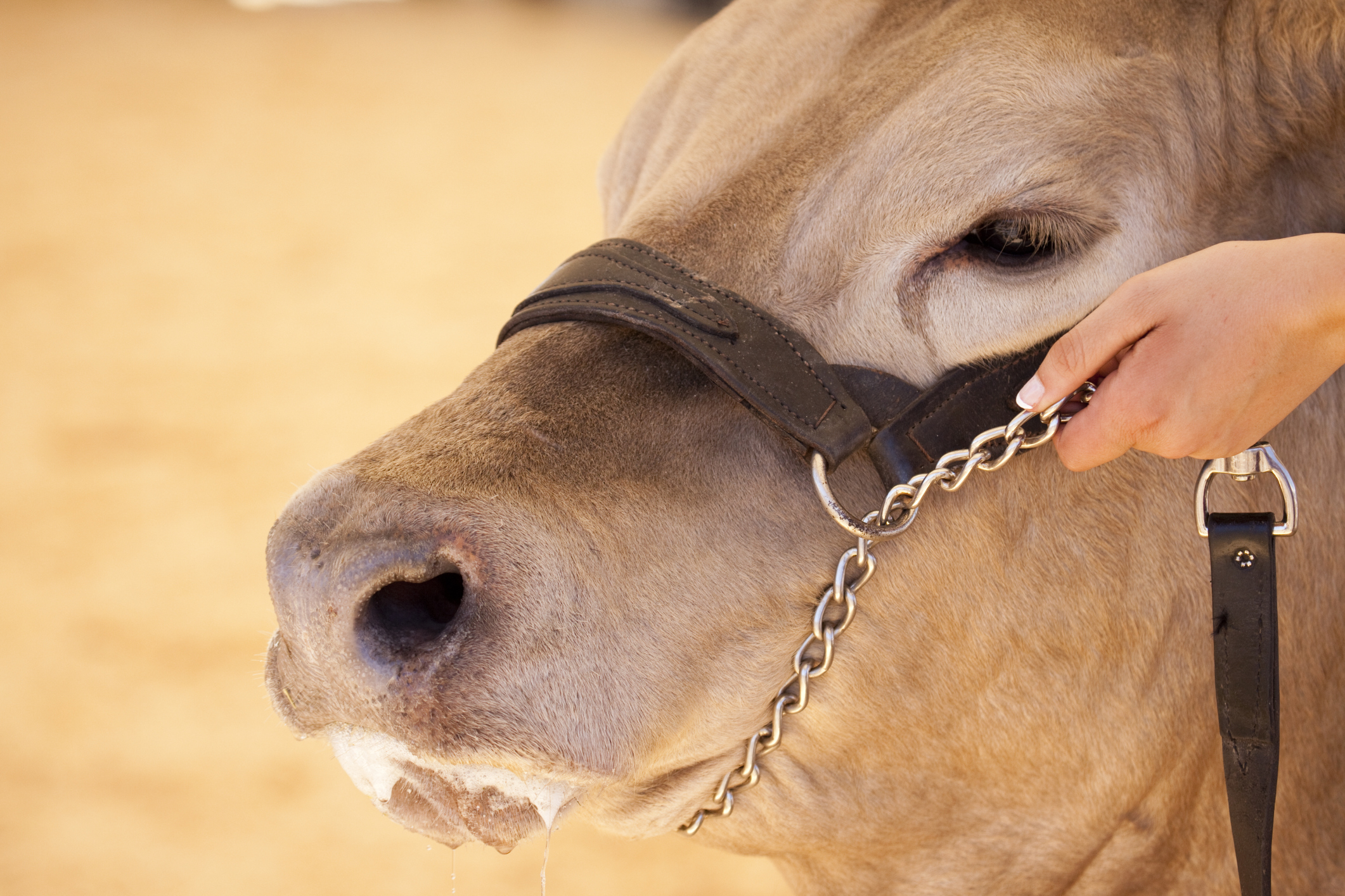How To Groom And Fit A Show Steer Animals Mom Me