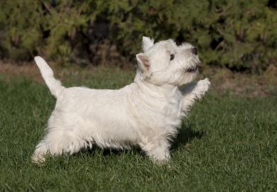 About Westie French Bulldogs