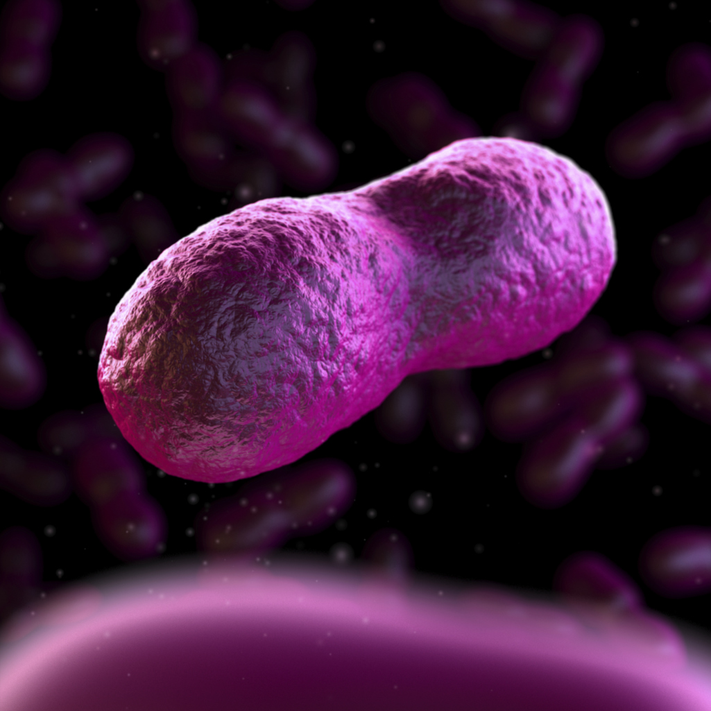 how to tell if a human has roundworms