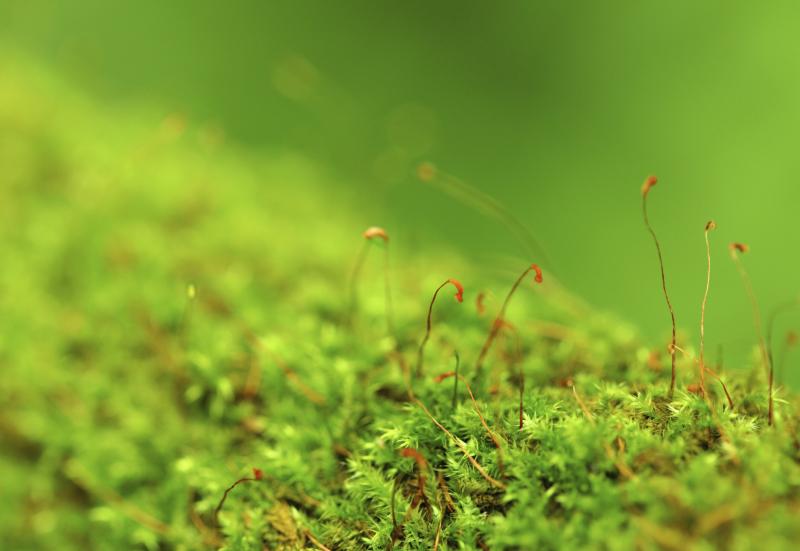 How To Get Moss Out Of Grass Safely For Pets