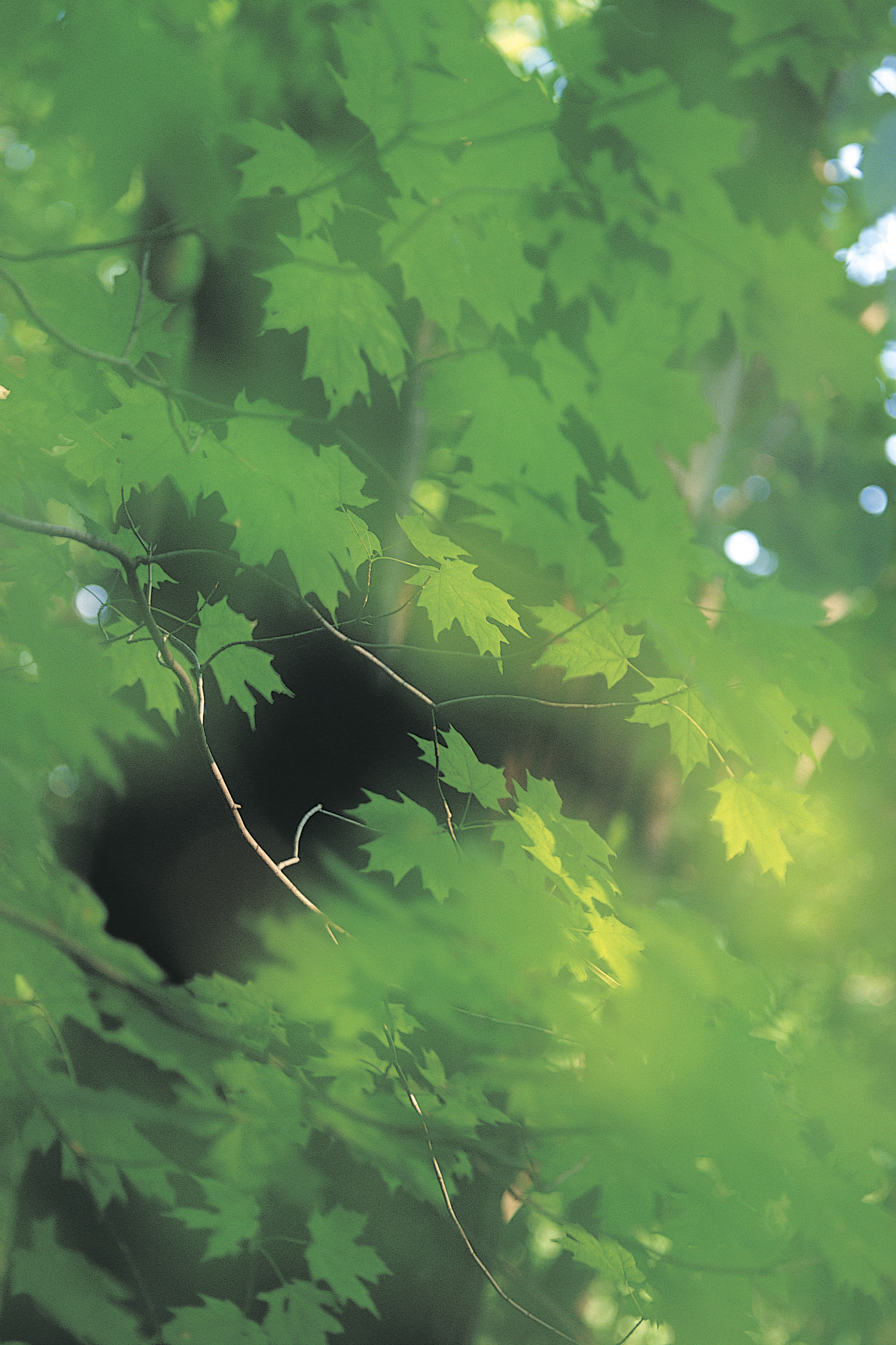 How To Tell The Age Of Maple Trees