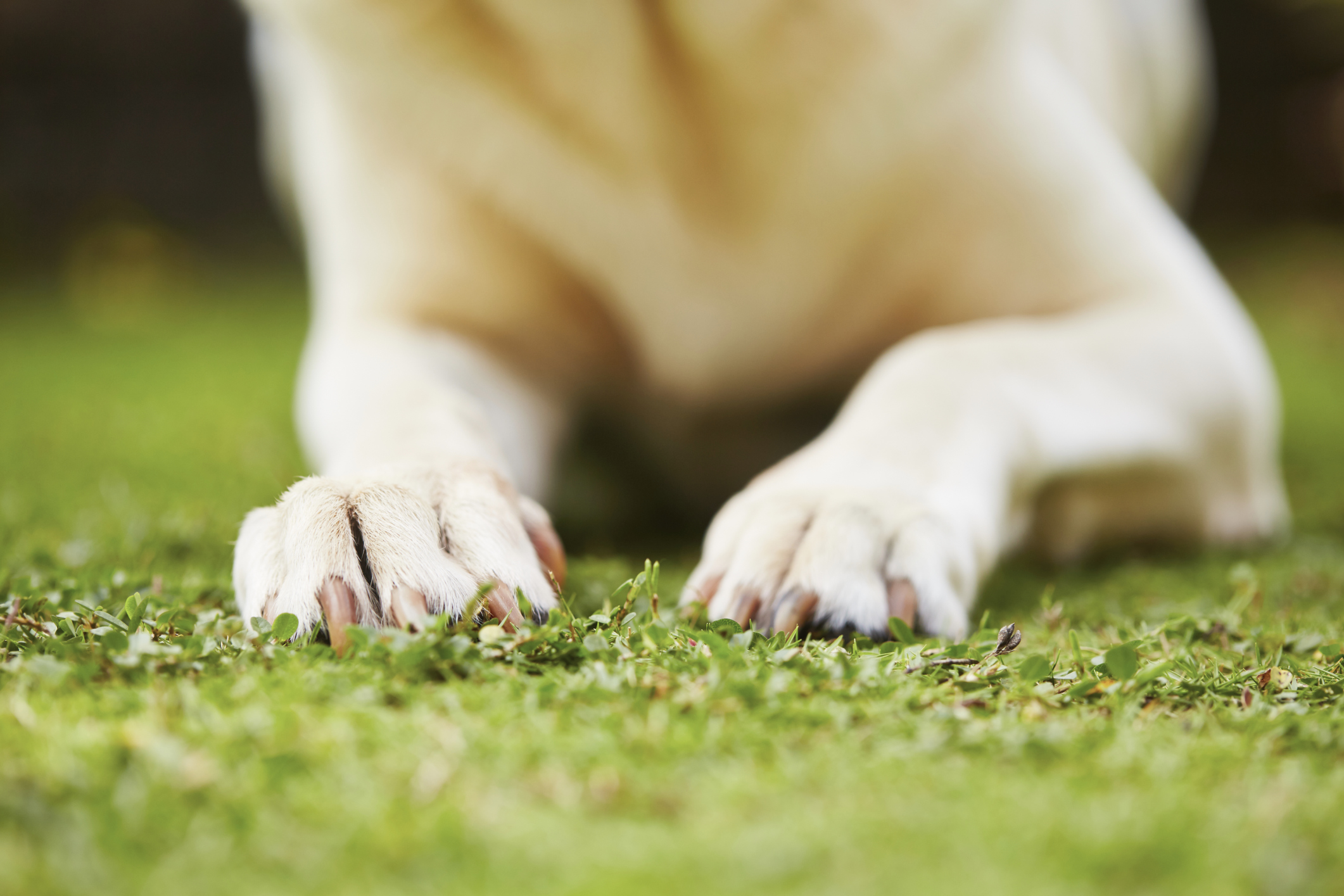Broken Dog Nails First Aid and Treatment Flipboard