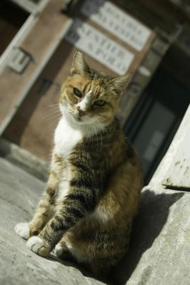 otomite plus for cats