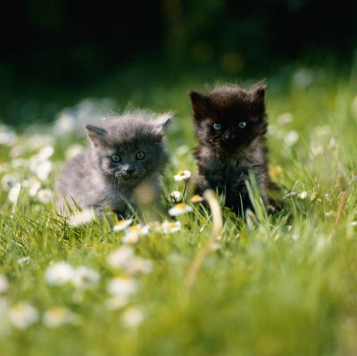 Weed Killer That Won T Harm Cats