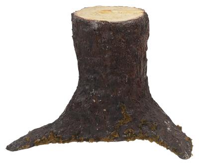 How To Remove A Pine Tree Stump