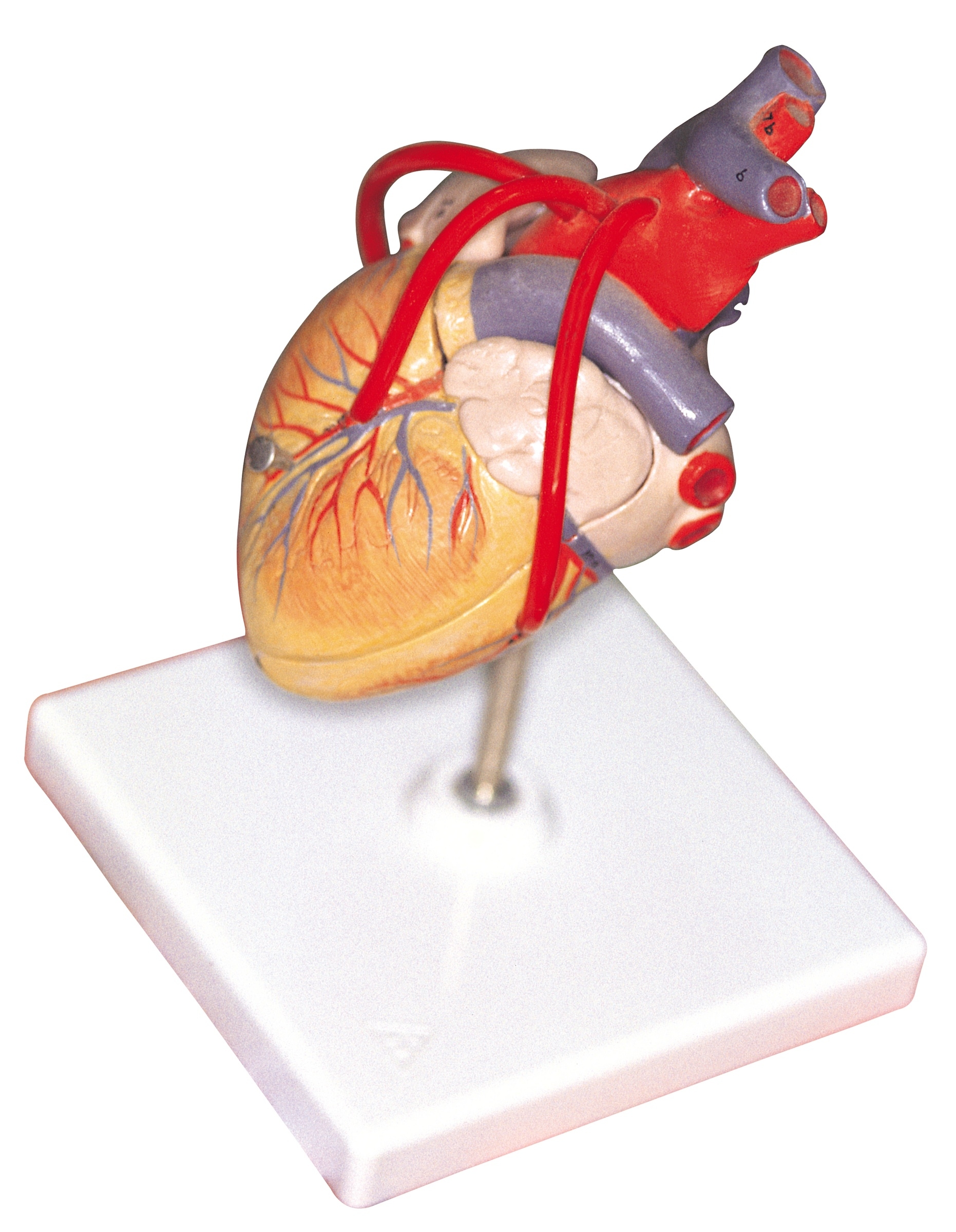 skills-required-for-a-heart-surgeon