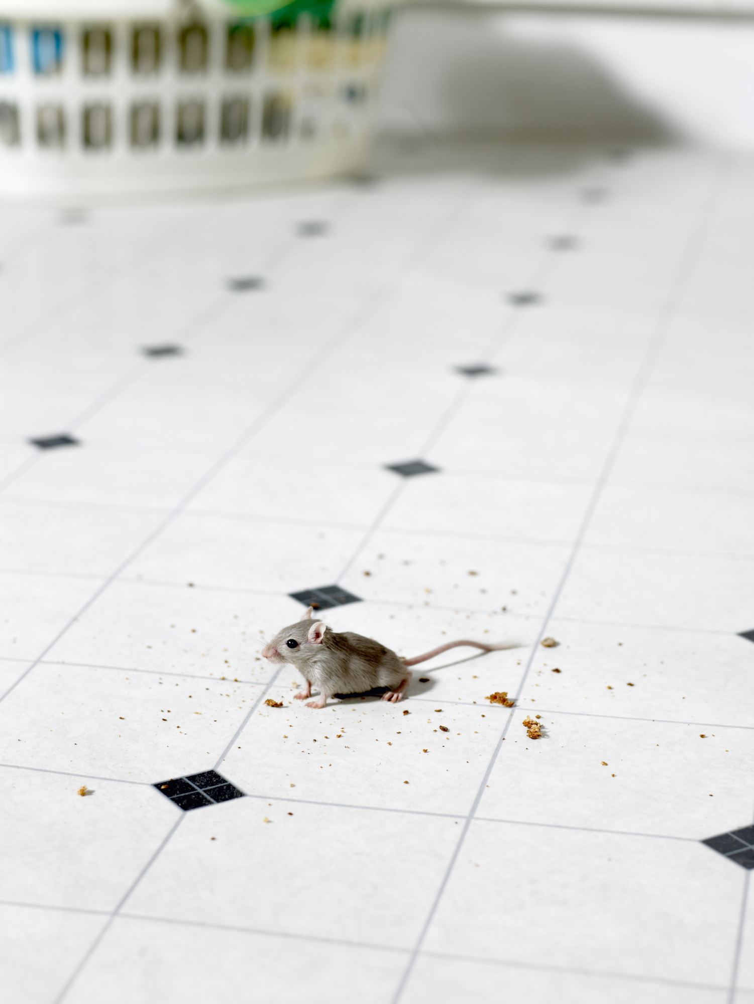 How To Get Rid Of Mice In Drop Ceiling Shelly Lighting