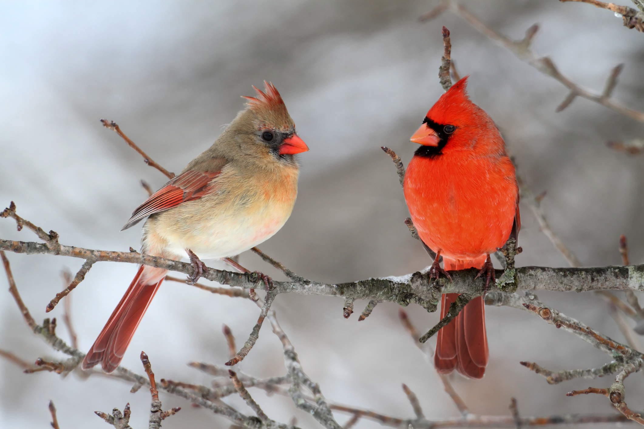 How To Attract Cardinals To A Bird Feeder Animals Mom Me