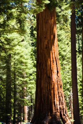 Symptom Of Brown Tips On The Lower Branches Of A Young Sequoia Tree