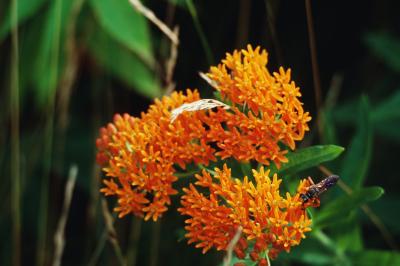 is butterfly weed poisonous to dogs