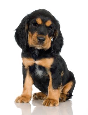 white patch on rottweiler chest