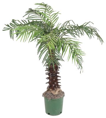 lizard tank decorations