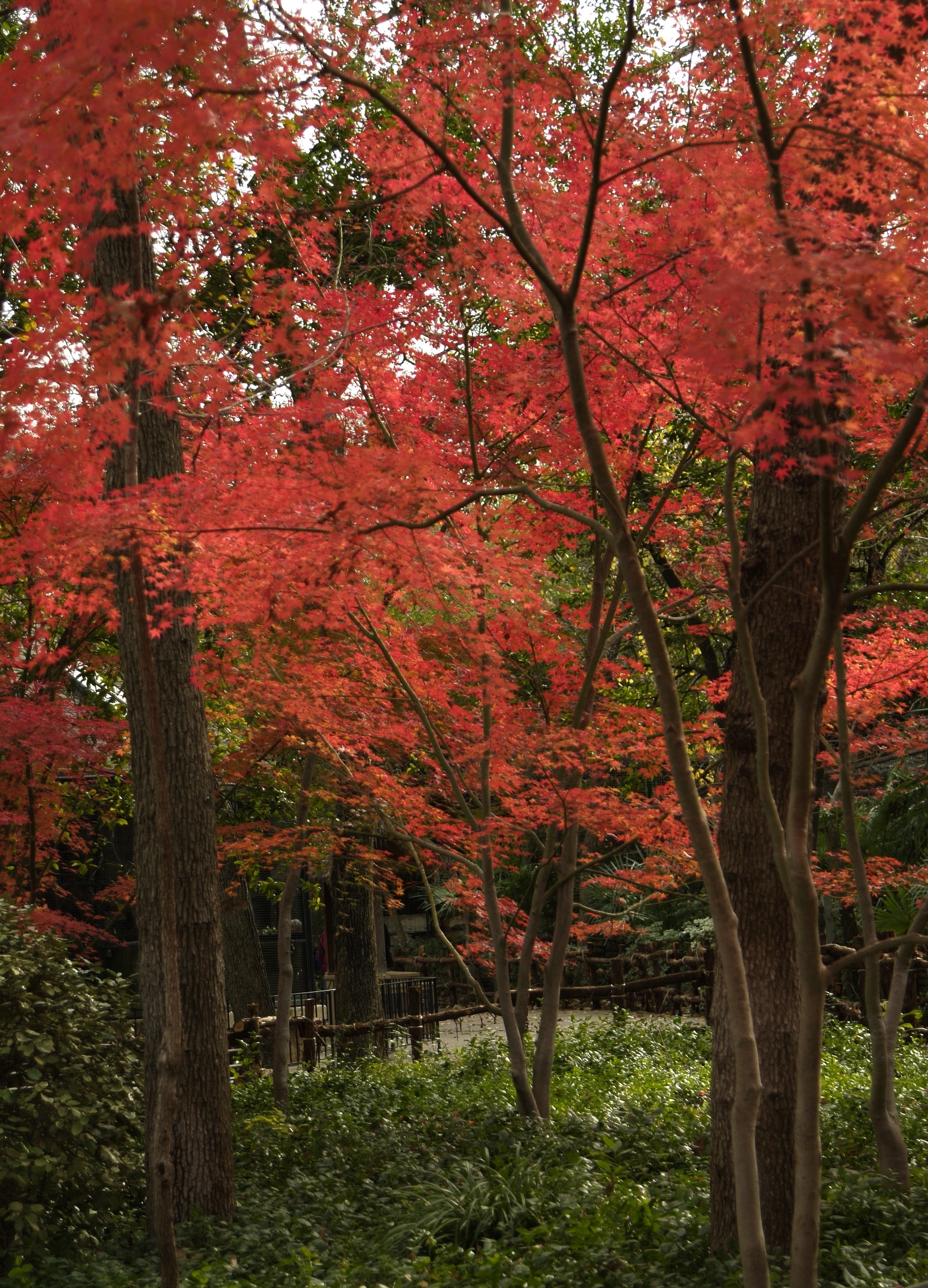 How To Remove Fungus From Japanese Maple Trees And Shrubs Home Guides Sf Gate How To Remove Fungus From Japanese Maple Trees And Shrubs Home Guides Sf Gate