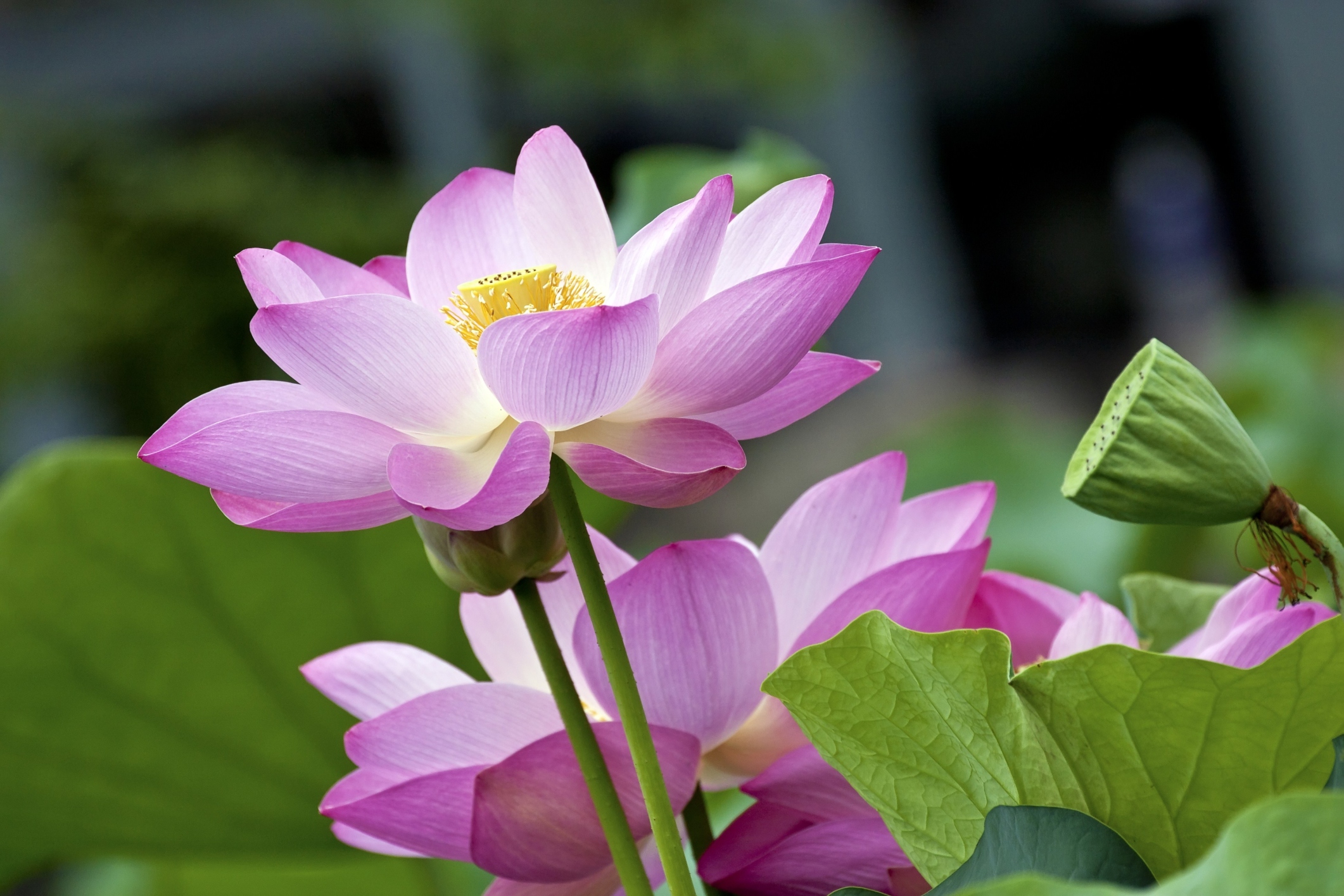 Summer plants in india