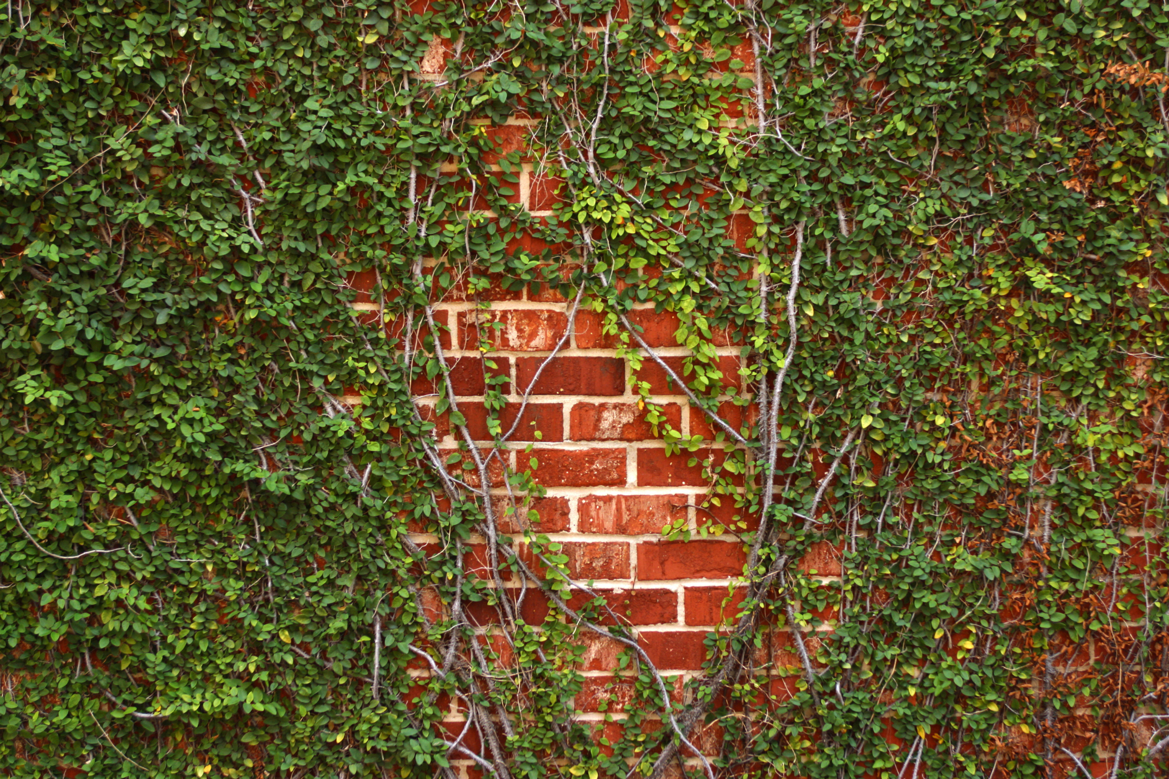 Vines That Will Not Damage Brick Mortar